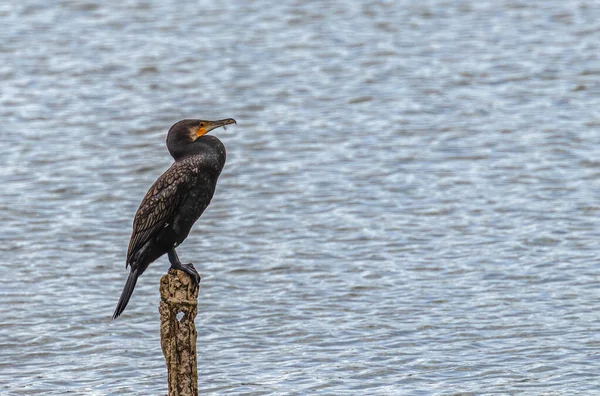 Cormorán Descansando Lago —  Fotos de Stock