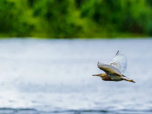 Flying Cattle Heron Flight — Stock Photo, Image