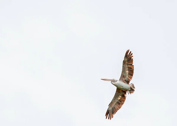 Ponto Faturado Pelicano Céu — Fotografia de Stock