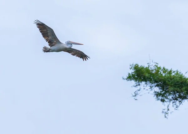 Spot Gefactureerde Pelican Tijdens Vlucht — Stockfoto