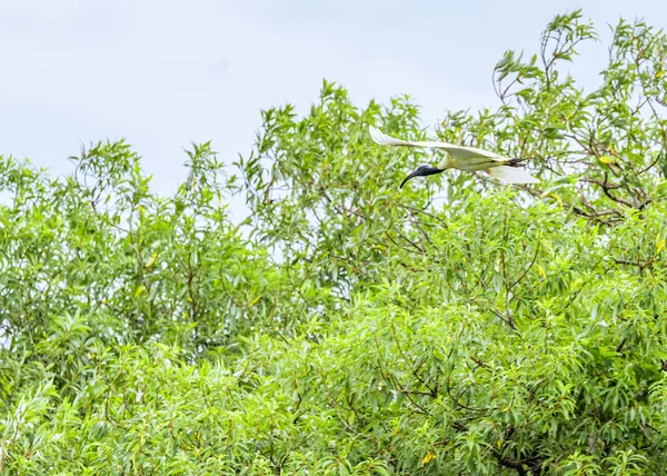 Black Headed Ibis Полете — стоковое фото