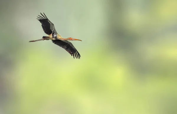 Une Cigogne Peinte Vol — Photo