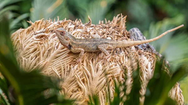 Een Kameleon Een Bloem — Stockfoto