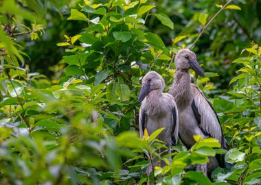 Açık gagalı bir çift balıkçıl.