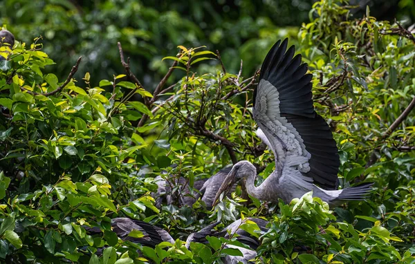 Nyílt Számla Heron Nyitott Szárnyakkal — Stock Fotó