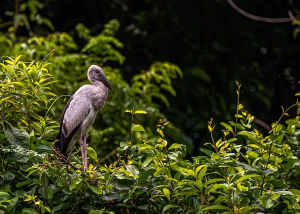 Uma Conta Aberta Heron Sentado Árvore — Fotografia de Stock