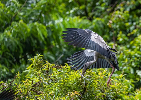 Uma Conta Aberta Heron Aterrissando Uma Árvore — Fotografia de Stock
