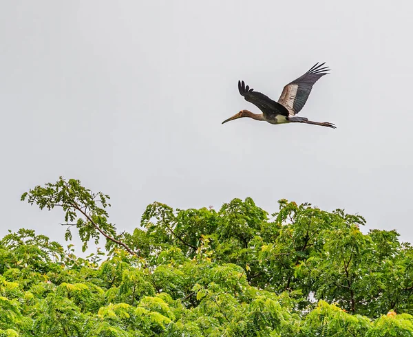 Openbill Cegonha Voando Céu — Fotografia de Stock