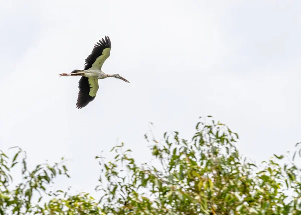 Uma Cegonha Aberta — Fotografia de Stock