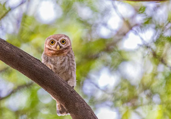 Une Chouette Tachetée Regardant Vers Bas Arbre — Photo