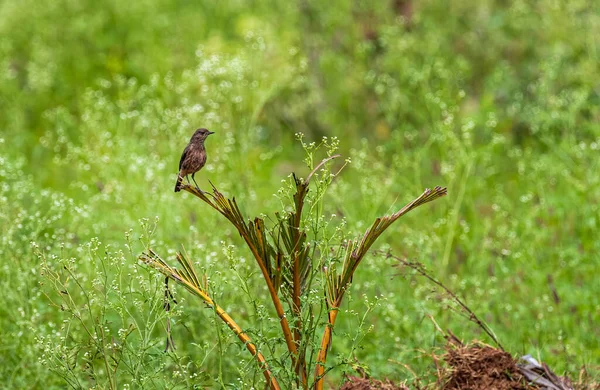 Brown Rock Chat Siedzi Roślinie Odpoczywa — Zdjęcie stockowe