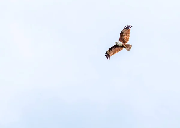 Braminy Uçurtması Yiyecek Aramak Için Bir Gölün Üzerinde Uçuyor — Stok fotoğraf