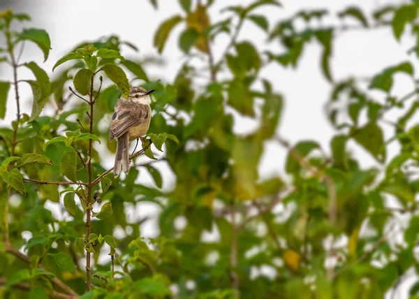 Prinia Liso Que Senta Uma Árvore Olha Para Trás — Fotografia de Stock