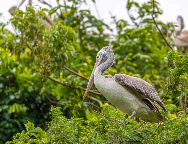 Större Pelikan Med Vackra Ögon Ett Träd — Stockfoto