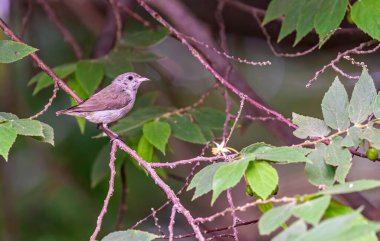 Neelgiri Çiçekleri ağaçta tünemiş