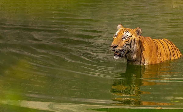 Тигр Принимает Ванну Жаркий Летний День — стоковое фото
