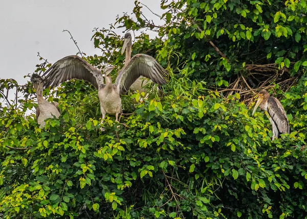 Большой Пеликан Сидит Своем Гнезде — стоковое фото