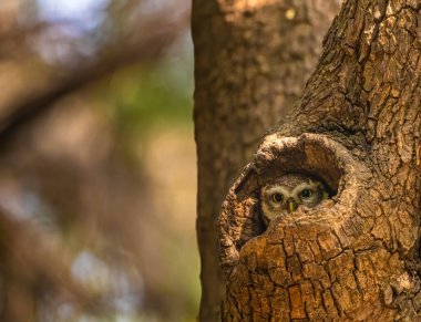 Benekli Baykuş yuvadan dışarı bakıyor.
