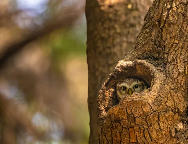 Gefleckte Eule Schaut Aus Dem Nest — Stockfoto