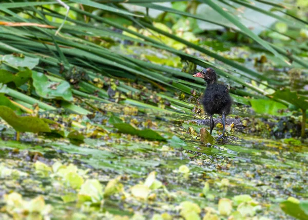 Eine Juvenile Eurasische Wasserhenne Einem See — Stockfoto