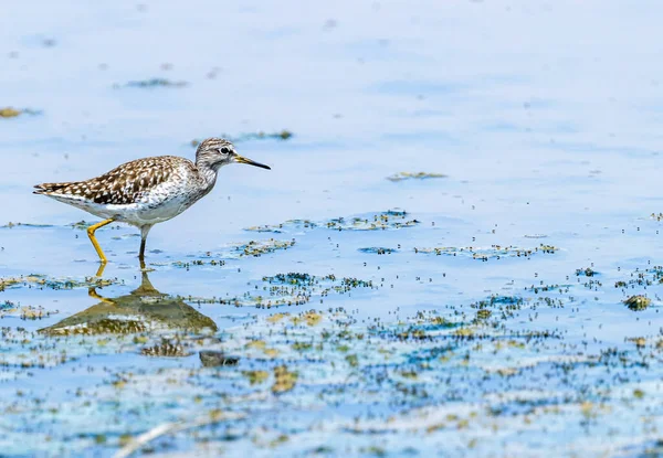 Sandpiper Madeira Uma Terra Molhada — Fotografia de Stock