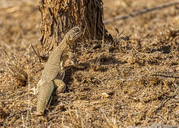 Spinetail Lizard Forest Tree — Stock Photo, Image