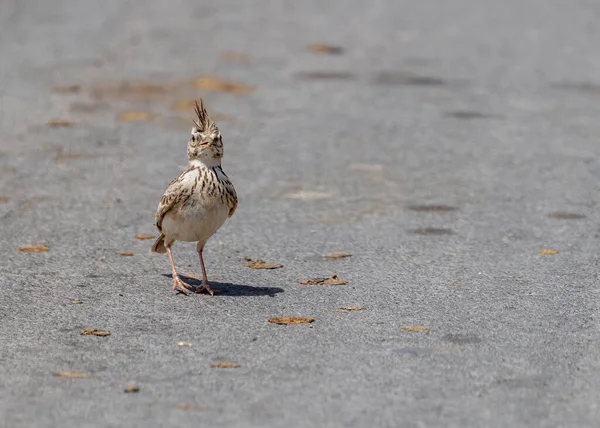 Crested Leeuwerik Kat Lopen Een Weg — Stockfoto