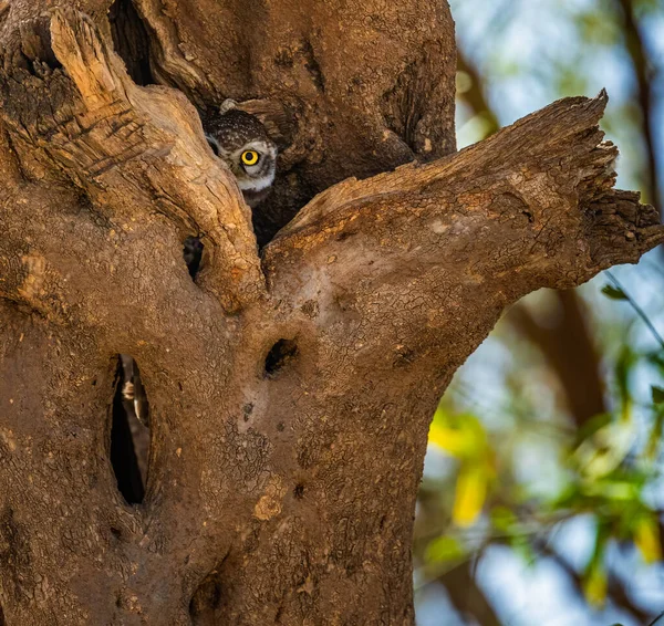 A spotted Owl hidden in its nest