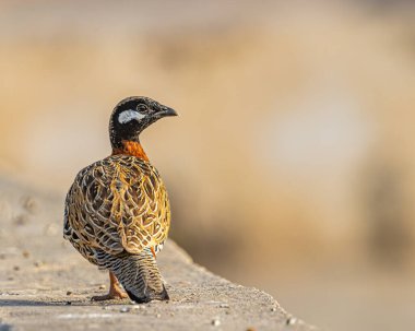 Duvardaki siyah bir frankolinin omuz fotoğrafı.
