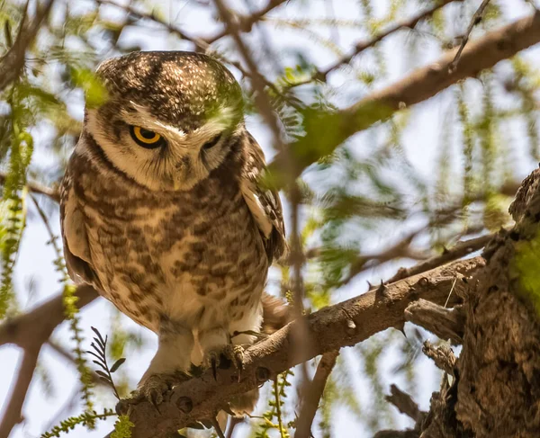 Spotted Owl Style Tree Posing — Stock Photo, Image