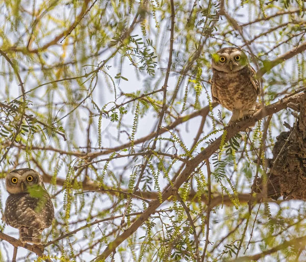 Ζεύγος Spotted Owl Κατάσταση Συναγερμού Στο Δέντρο — Φωτογραφία Αρχείου