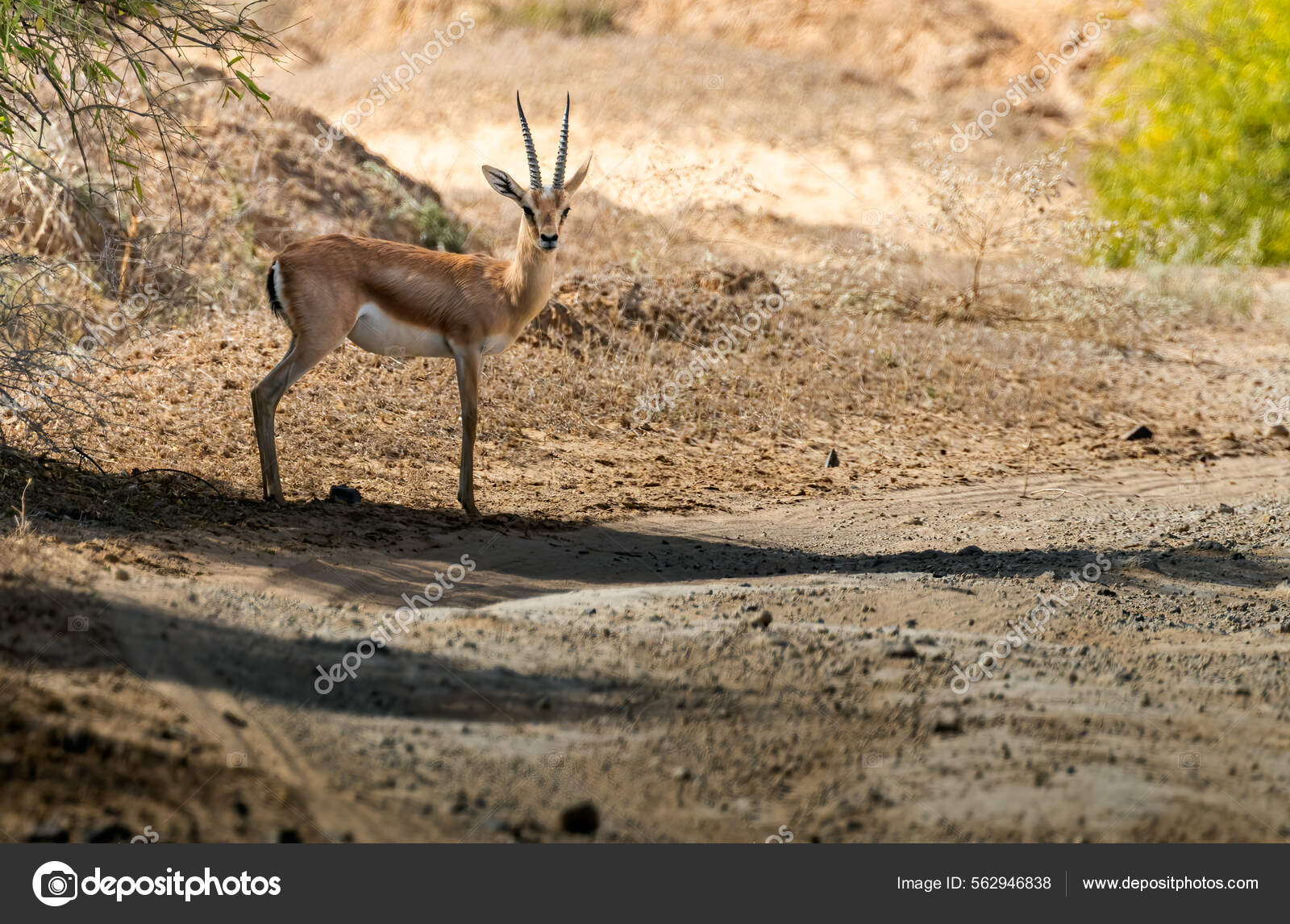 Chinkara Stock Photos, Royalty Free Chinkara Images | Depositphotos Chinkara Stock Photos, Royalty Free Chinkara Images | Depositphotos