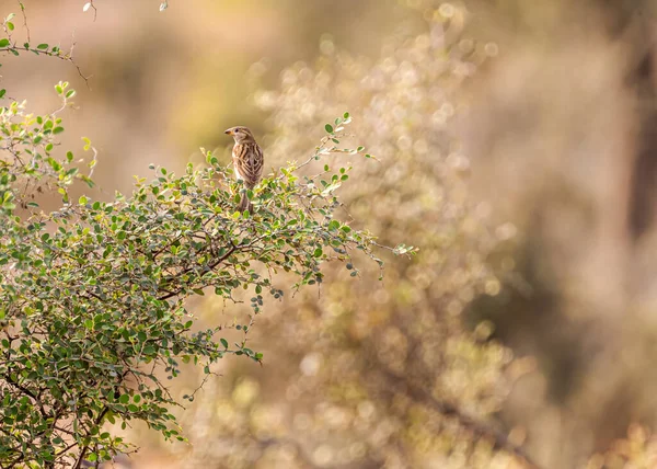 Moineau Perché Sur Arbre — Photo