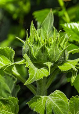 Tarlada bir güneş çiçeği tomurcuğu