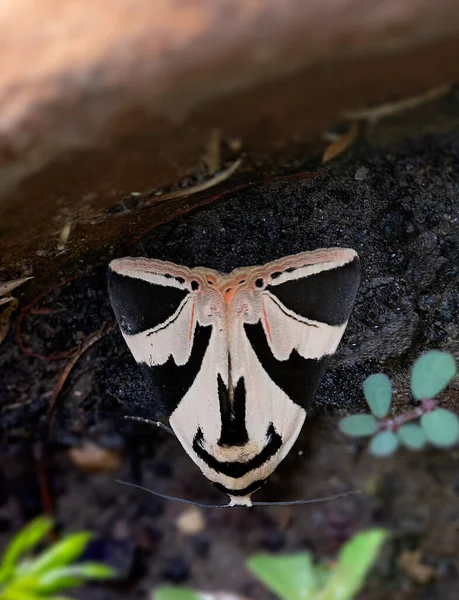 Papillon Assis Dans Pot Jardin — Photo