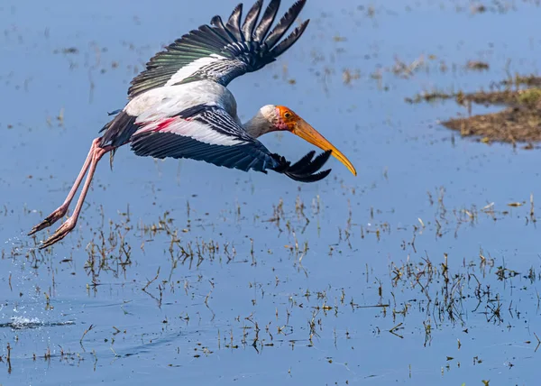 Een Geschilderde Ooievaar Stijgt Van Nat Land — Stockfoto