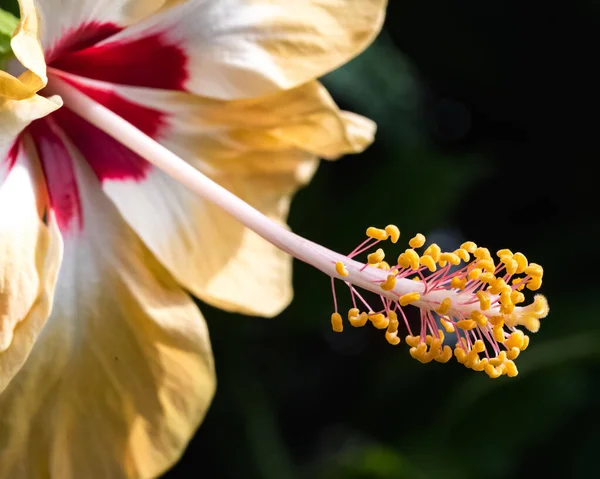 Ένα Όμορφο Λουλούδι Του Ιβίσκου — Φωτογραφία Αρχείου