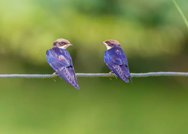 Pair Juvenile Wire Tail Swallow Lake — Photo