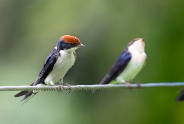 Kablo Kuyruk Kırlangıç yukarıdan yiyecek arıyor.