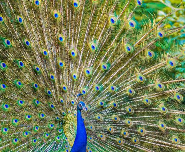 Bahçede dans eden güzel bir tavus kuşu