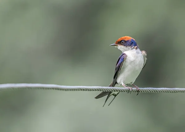 Wire Tail Swallow Frontlook Stil — Stockfoto