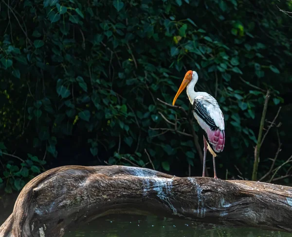 Uma Cegonha Pintada Descansando Uma Árvore Lago — Fotografia de Stock