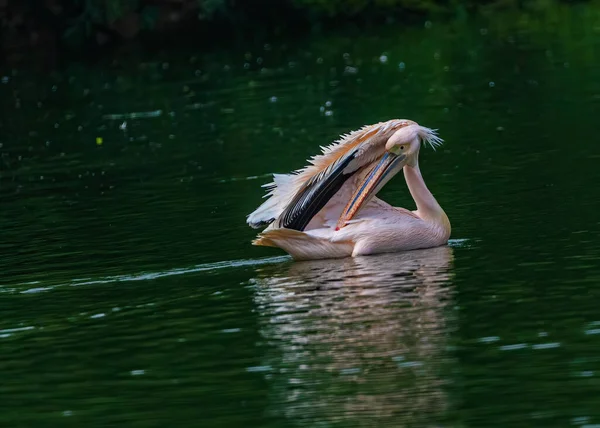 Pellicano Rosa Lava Sue Piume Inun Lago — Foto Stock