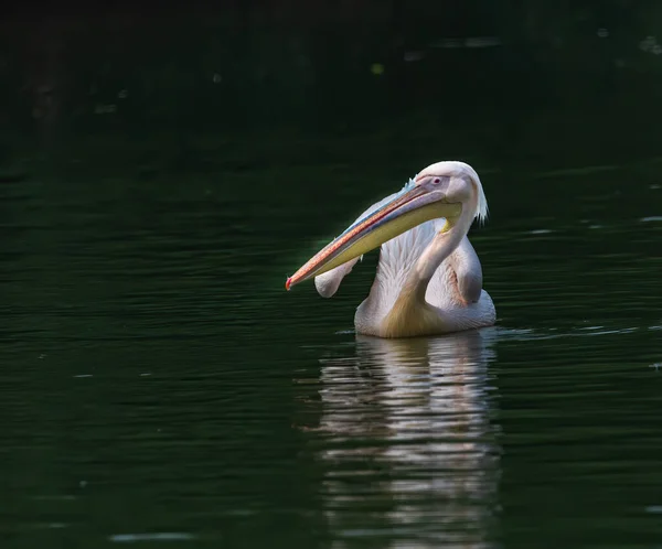 Ein Rosafarbener Pelikan Schwimmt Vor Freude See — Stockfoto