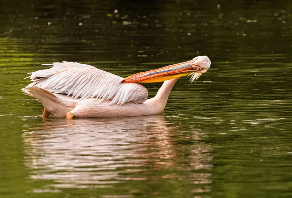 Ein Rosa Pelikan Beim Federn Einem See — Stockfoto