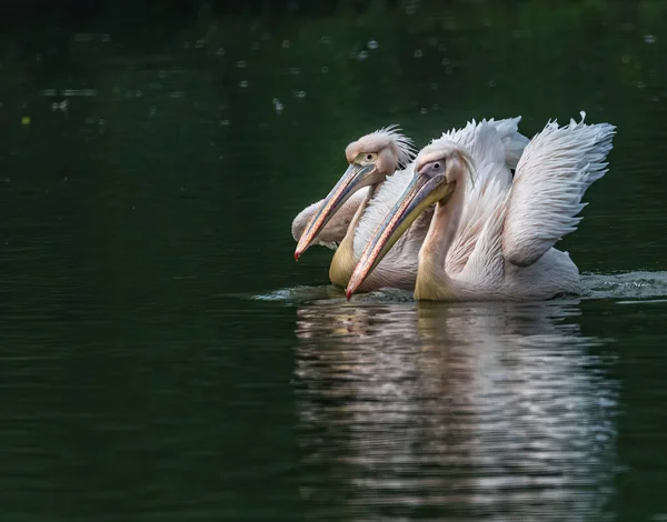 Ein Paar Pelikane Dating Einem See — Stockfoto