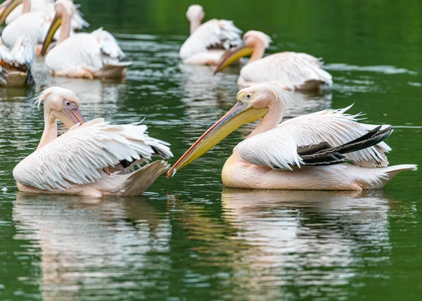 Ein Paar Rosa Pelikane See — Stockfoto