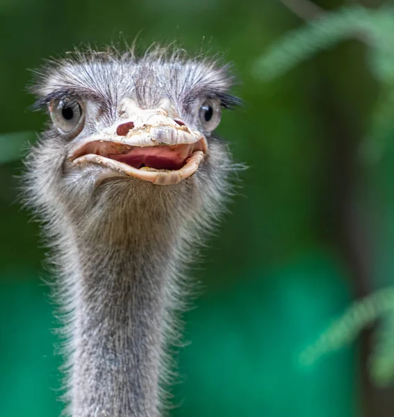 Ostrich Conversation Camera Smiling — Foto de Stock