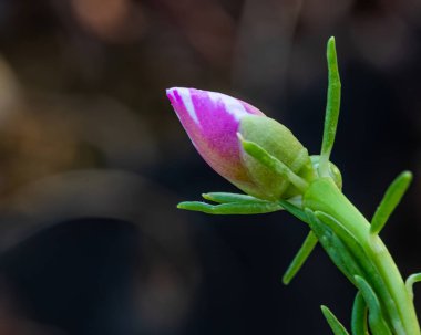 Bir Bud of Moss Gülü