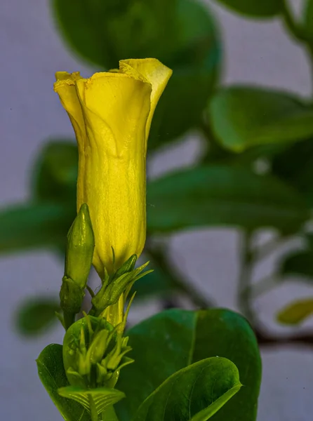 Pentalinon Luteum Virág Bimbó Kertben Közelről — Stock Fotó